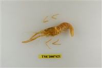 藏品(粗糙沼蝦)的圖片